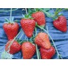 鄂州丹东草莓苗公司
