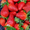 宿州红颜草莓苗基地