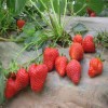长沙丹东草莓苗公司