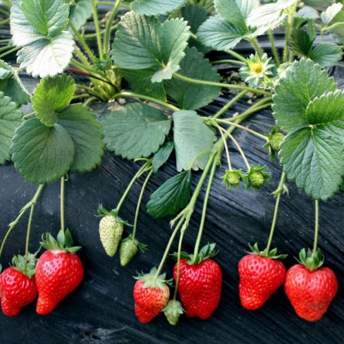 滁州章姬草莓苗基地！
