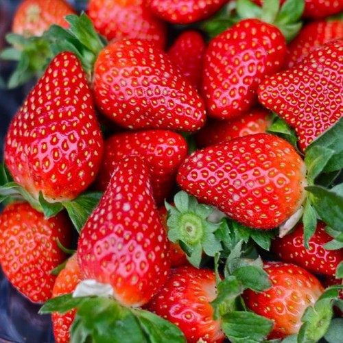 湘西幸香草莓苗多少钱！